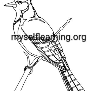 Birds Coloring Sheet 11 | Instant Download